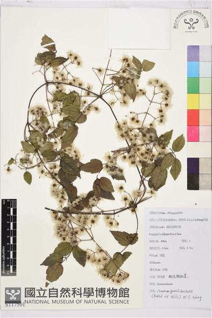 粗齒鐵線蓮藏品圖，第1張