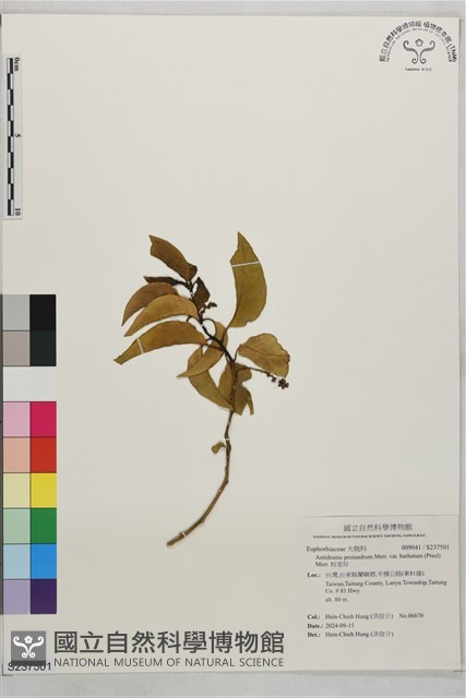 枯里珍藏品圖，第1張