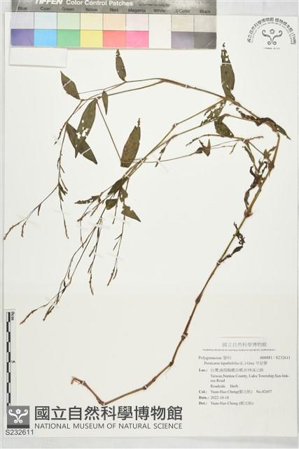 早苗蓼藏品圖，第1張