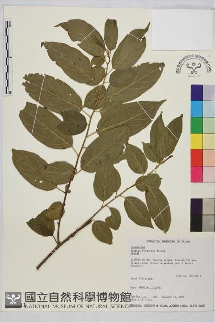 桶鉤藤藏品圖，第1張