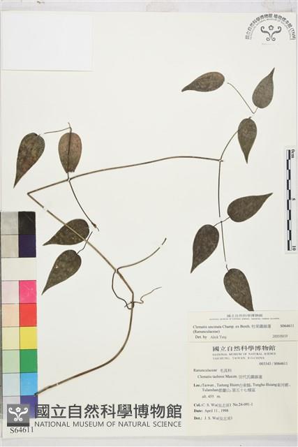 柱果鐵線蓮藏品圖，第2張