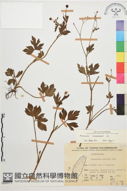 水辣菜、禺毛茛藏品圖，第1張