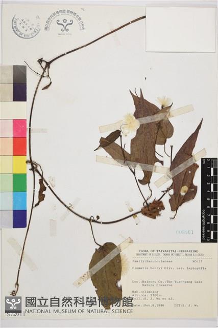 薄單葉鐵線蓮藏品圖，第1張