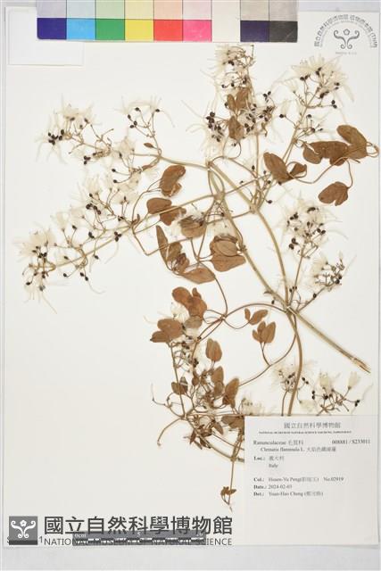 火焰色鐵線蓮藏品圖，第1張