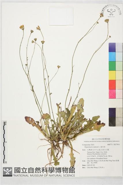 貓兒菊藏品圖，第1張