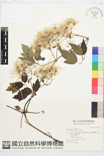 串鼻龍藏品圖，第1張