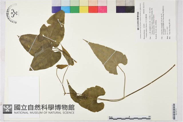 田代氏鐵線蓮藏品圖，第1張