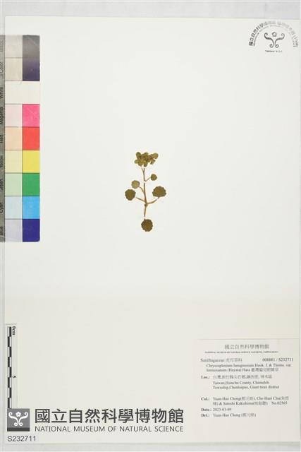臺灣貓兒眼睛草藏品圖，第1張