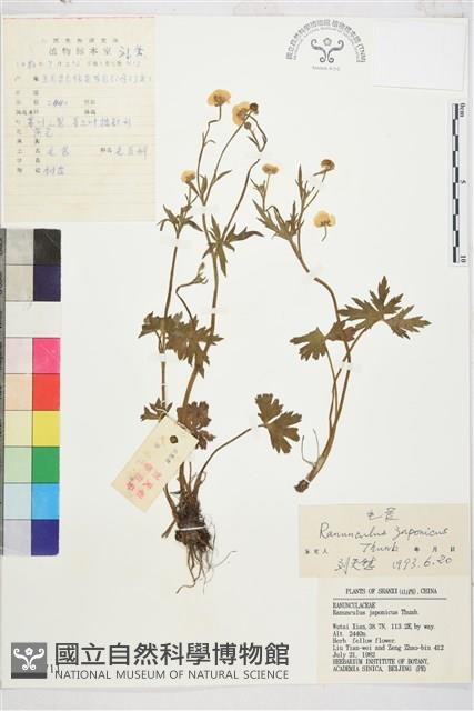 毛茛藏品圖，第1張