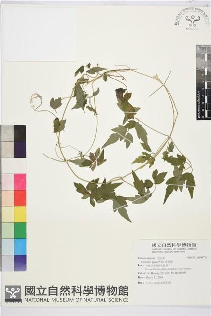 串鼻龍藏品圖，第1張