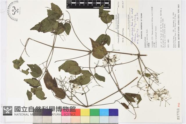 串鼻龍藏品圖，第1張