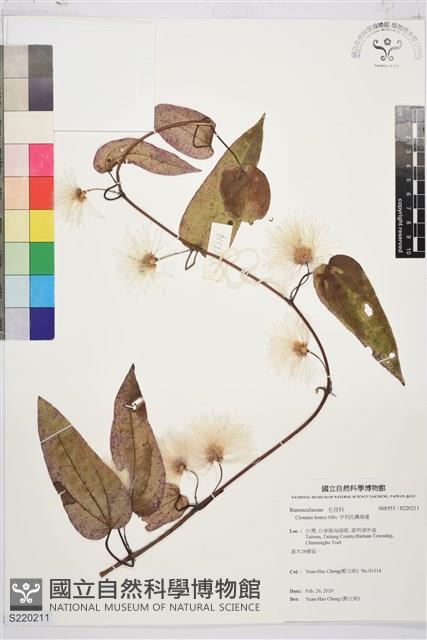 亨利氏鐵線蓮藏品圖，第1張