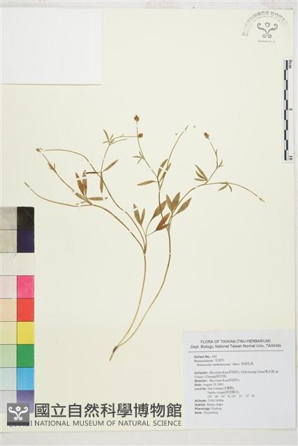 南湖毛茛藏品圖，第1張