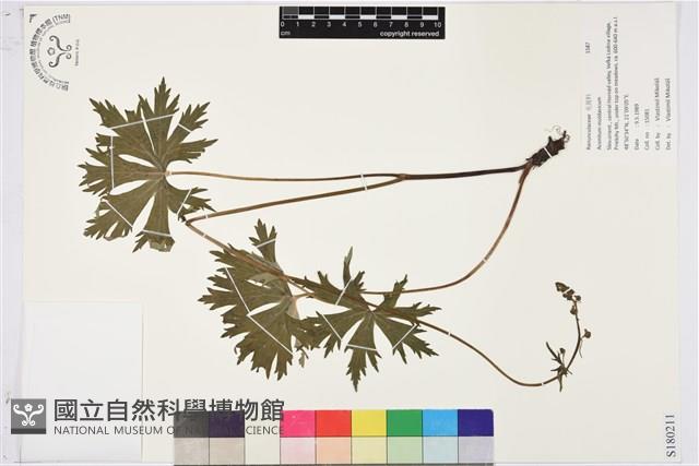 登錄號:S180211藏品圖，第1張