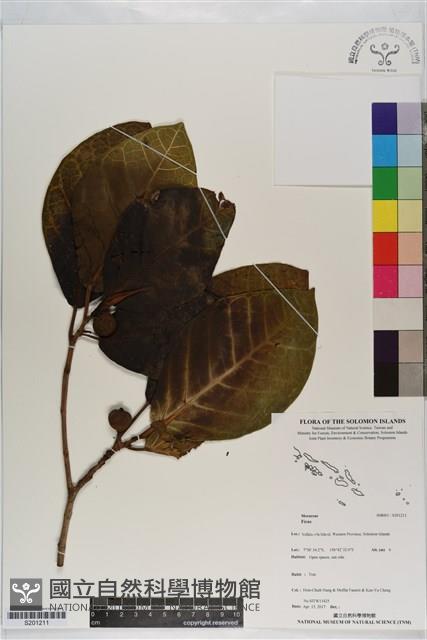 登錄號:S201211藏品圖，第1張