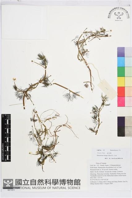 水毛茛藏品圖，第1張