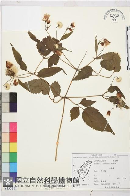 小木通藏品圖，第1張