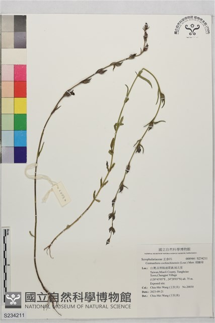 胡麻草藏品圖，第1張