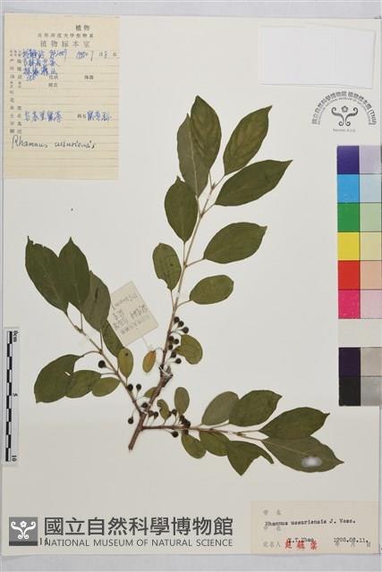 烏蘇里鼠李藏品圖，第1張