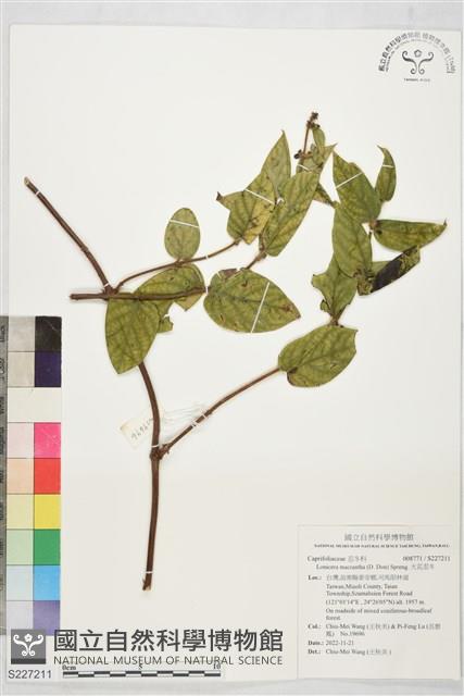 大花忍冬藏品圖，第1張