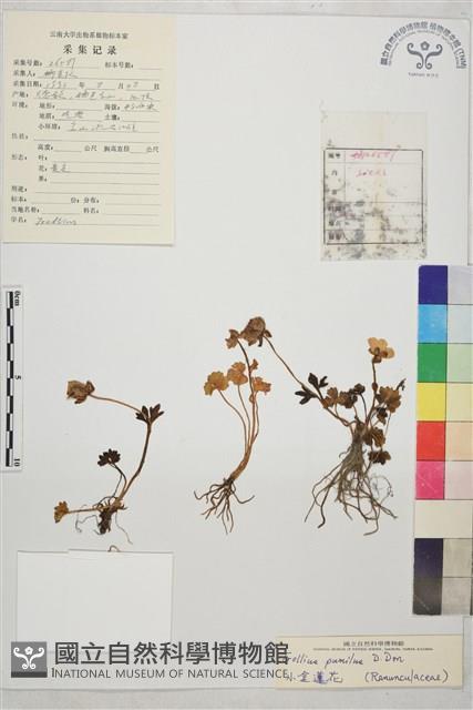 小金蓮花藏品圖，第1張