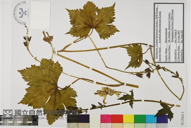 兩色烏頭藏品圖，第1張