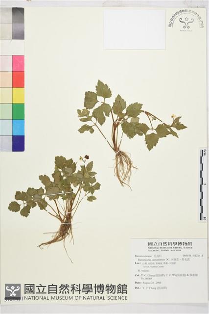 水辣菜、禺毛茛藏品圖，第1張