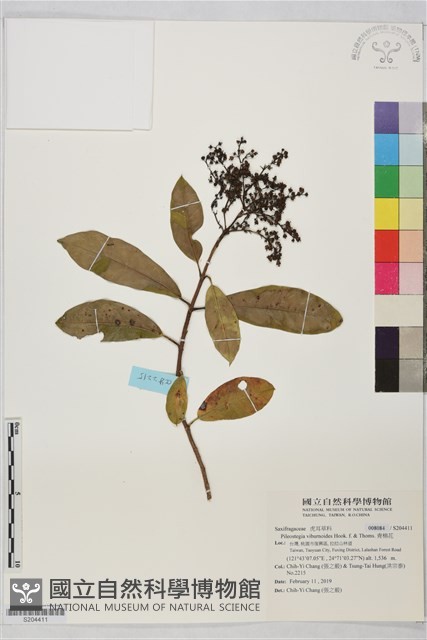 青棉花藏品圖，第1張