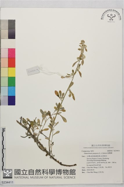 鼠麴舅藏品圖，第1張