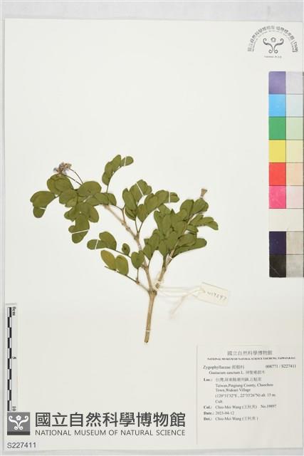 神聖癒創木藏品圖，第1張