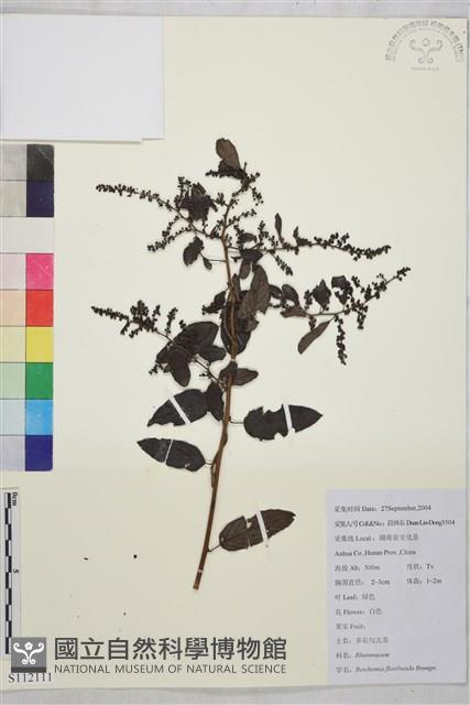 多花勾兒茶, 多花黃鱔藤藏品圖，第4張