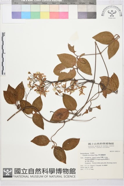 麥氏鐵線蓮藏品圖，第2張