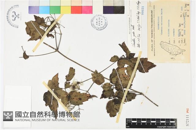 串鼻龍藏品圖，第1張