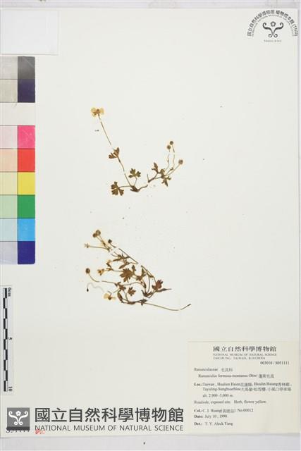 蓬萊毛茛藏品圖，第1張