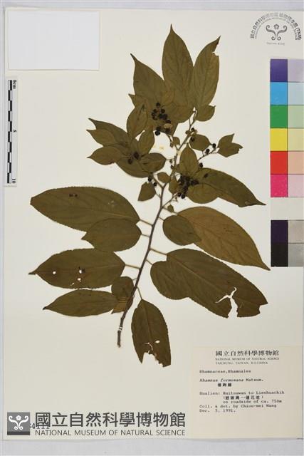 桶鉤藤藏品圖，第1張