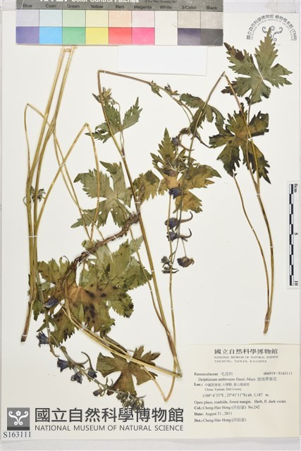 陰地翠雀花藏品圖，第1張
