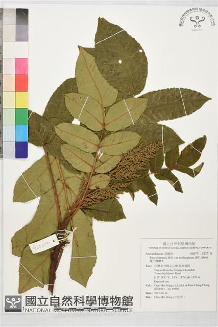 羅氏鹽膚木藏品圖，第1張