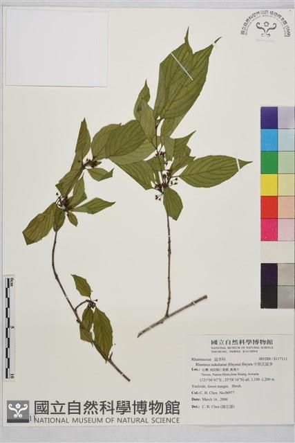 中原氏鼠李藏品圖，第1張