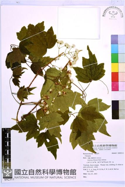 登錄號:S092311藏品圖，第1張