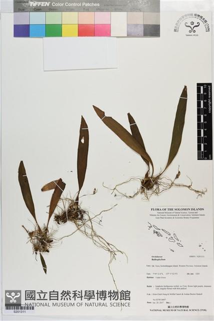 登錄號:S201311藏品圖，第1張