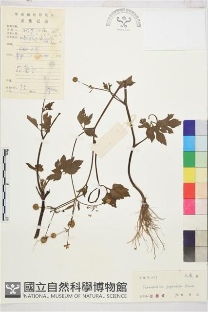 Accession Number:S041311 Collection Image