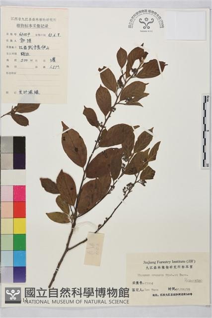 鈍齒鼠李藏品圖，第1張