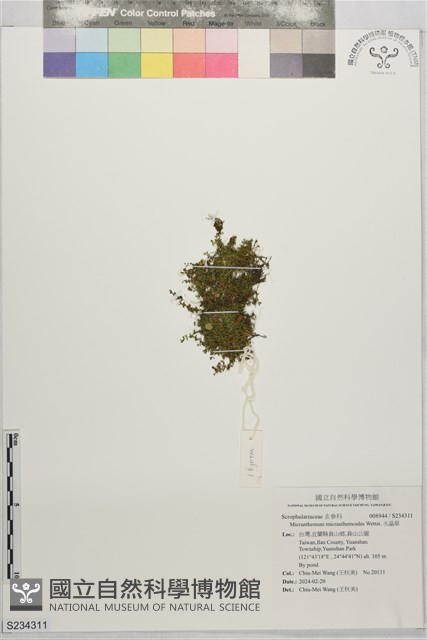 水晶草藏品圖，第1張