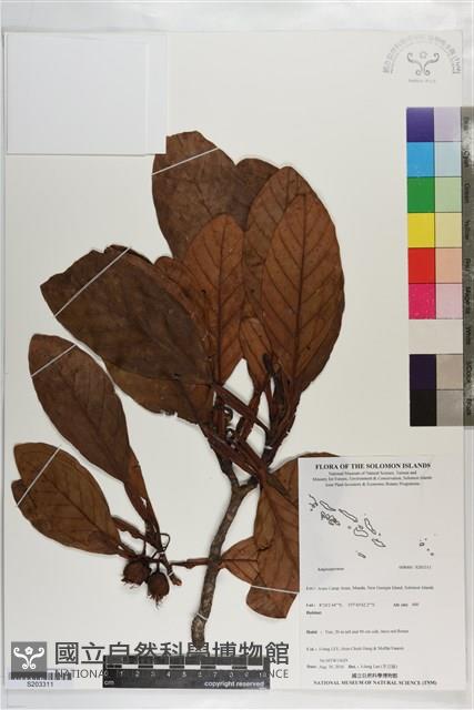 登錄號:S203311藏品圖，第1張