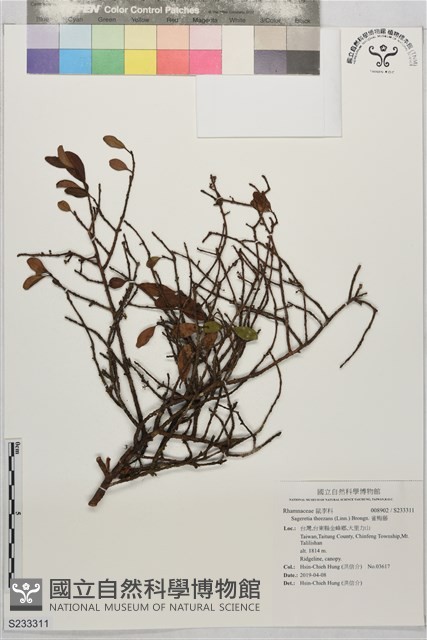 雀梅藤藏品圖，第1張