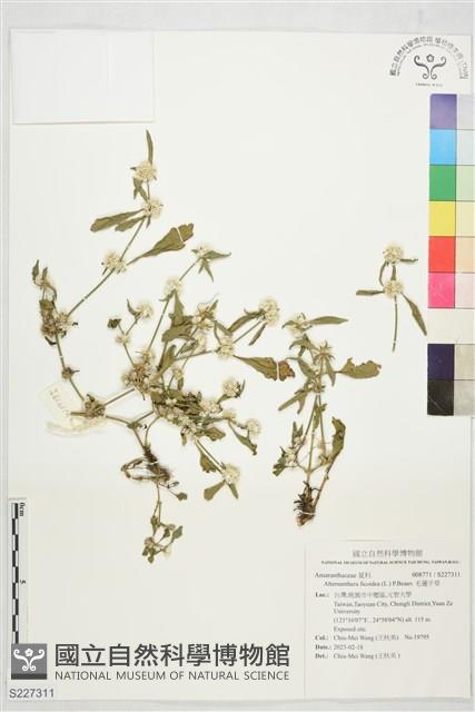 毛蓮子草藏品圖，第1張