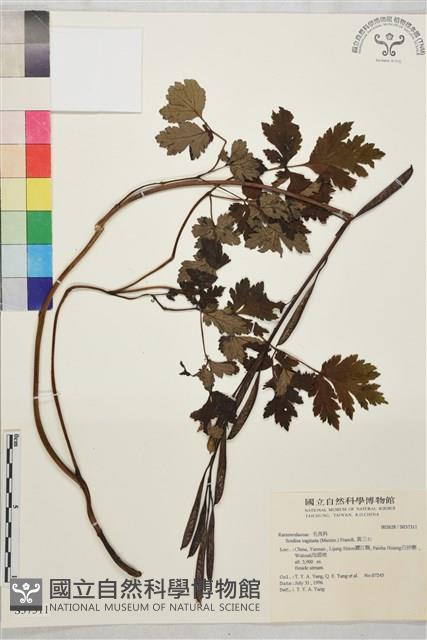 黃三七藏品圖，第1張