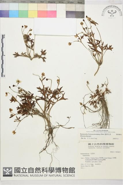 蓬萊毛茛藏品圖，第1張