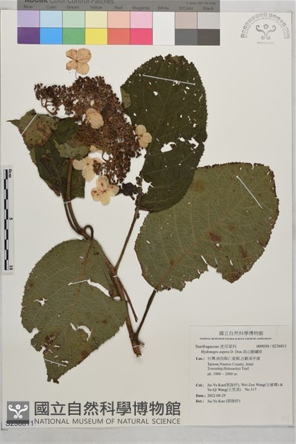 高山藤繡球藏品圖，第1張