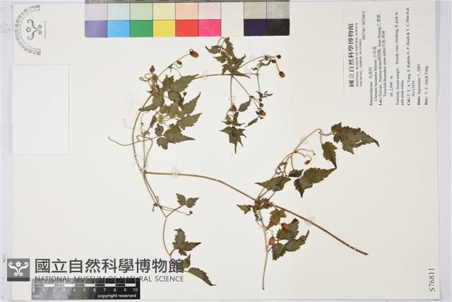 小木通藏品圖，第1張